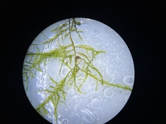 Alleniella complanata