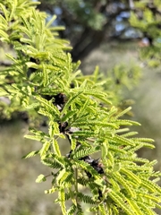 Vachellia schaffneri