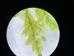 Alleniella complanata