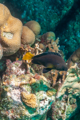 Hypoplectrus chlorurus