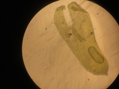 Alleniella complanata