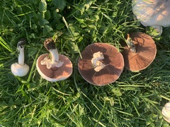 Agaricus
