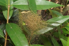 Dendrolycosa