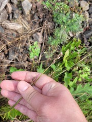 Carex spicata