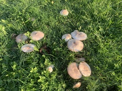 Agaricus