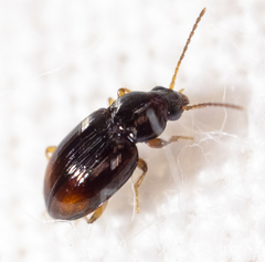 Elaphropus