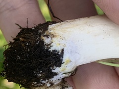 Agaricus
