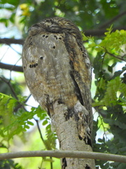Nyctibius griseus