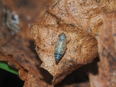Deltocephalus pulicaris
