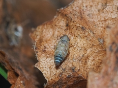 Deltocephalus pulicaris