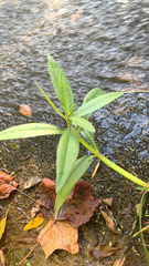 Alternanthera philoxeroides