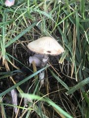 Agaricus sylvaticus
