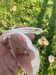 Agaricus