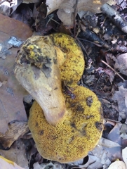 Aureoboletus innixus