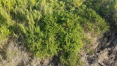 Cistus monspeliensis