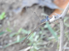 Lestes australis