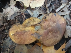 Aureoboletus innixus