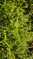 Cistus monspeliensis