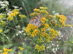 Libytheana carinenta mexicana