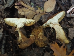 Aureoboletus innixus