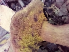 Aureoboletus innixus