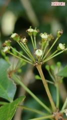 Eleutherococcus trifoliatus