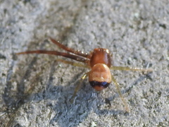 Synema parvulum