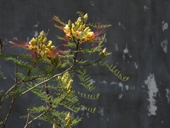 Erythrostemon gilliesii
