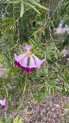 Chilopsis linearis
