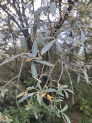 Salix salviifolia
