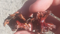 Andricus dentimitratus