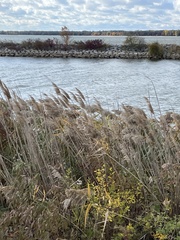 Phragmites australis