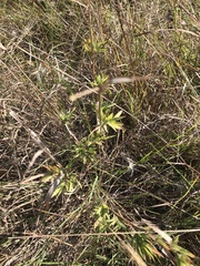 Dichanthelium scoparium