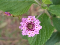 Lantana fucata
