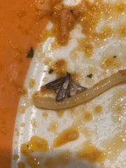 Plodia interpunctella