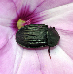 Silpha puncticollis