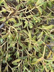 Euphorbia polygonifolia