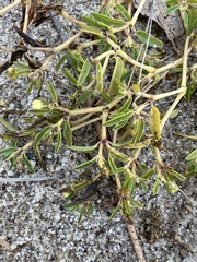 Euphorbia polygonifolia