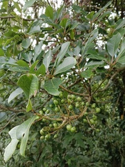 Daphniphyllum oldhami