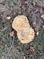 Aurantiporus croceus
