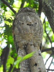 Nyctibius griseus