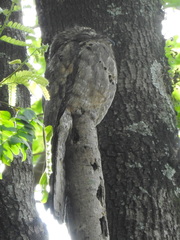 Nyctibius griseus