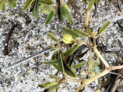 Euphorbia polygonifolia