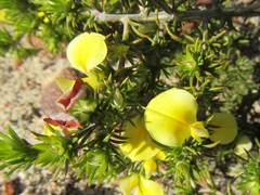 Aspalathus cliffortioides