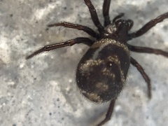 Steatoda albomaculata