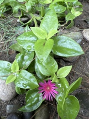 Mesembryanthemum cordifolium