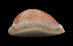 Callistocypraea broderipii