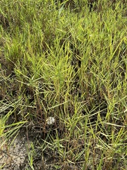 Panicum repens