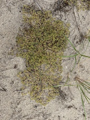 Euphorbia polygonifolia