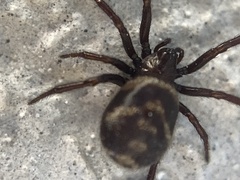 Steatoda albomaculata